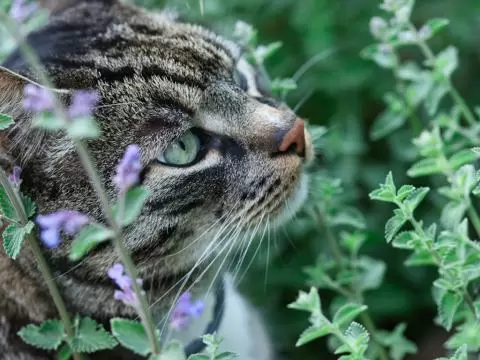 What is CATNIP and How Does it Work? - Effects and Benefits 