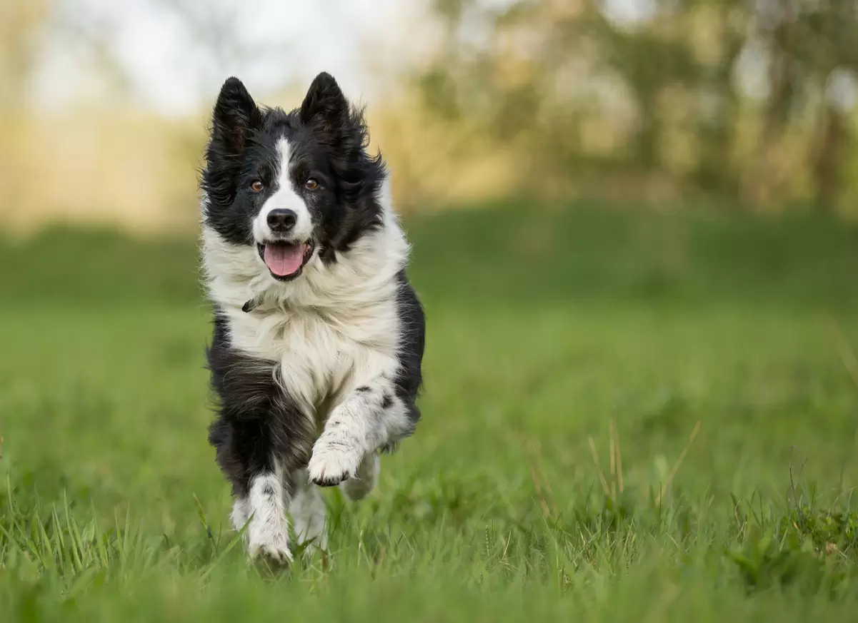 Collie Dog Running