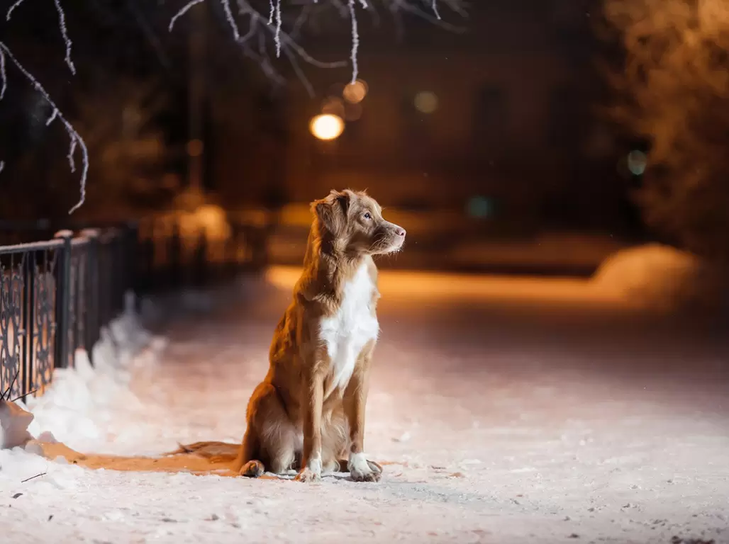 How to safely walk your dog at night