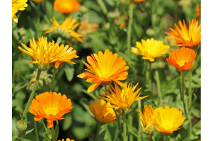 calendula plant