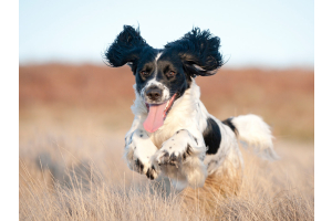 A dog running in a field in winter