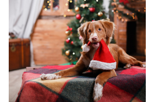 Dog at Christmas time