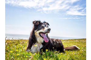 Collie dog in a summer meadow