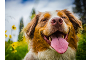 A happy dog with its tongue out