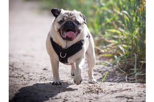 Alfie The Pug on a walk in Whitegate