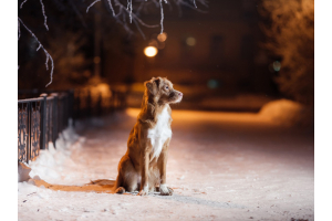 Dog at night in the snow