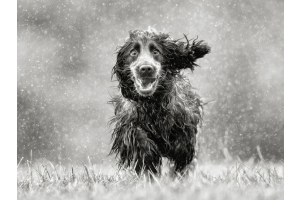 wet dog in the rain