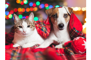 Cat and Dog under a blanket at Christmas