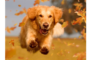 Golden Retriever running through autumn leaves