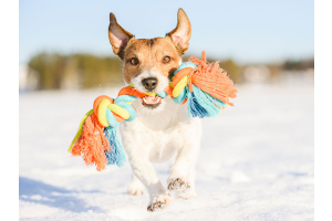 Dog with toy in snow