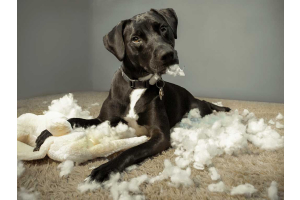 Dog ripping apart a pillow