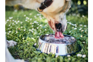 Dog Drinking Water