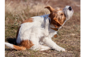 dog scratching