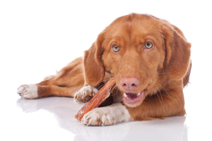 Retriever chewing a natural treat