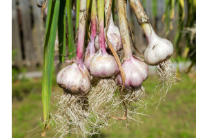 Freshly harvested bulbs of garlic