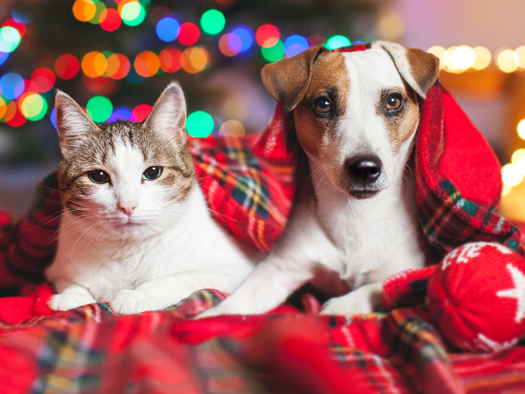 Cat and Dog under a blanket at Christmas