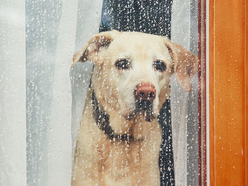 Sad Labrador looing out of window 