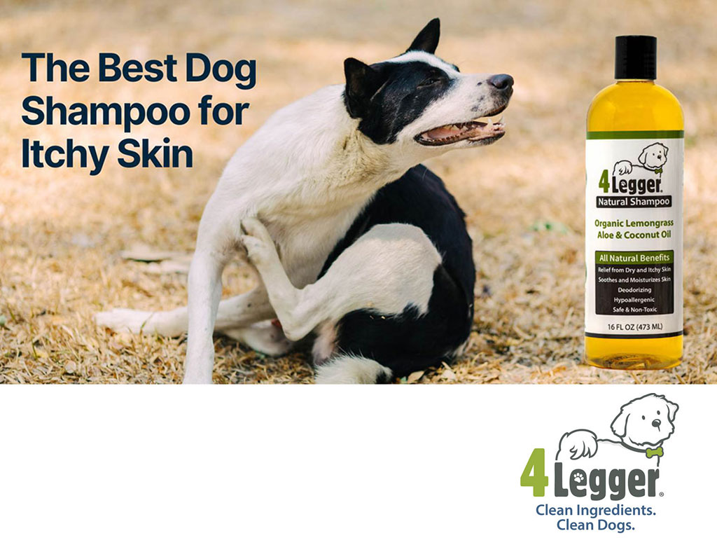 Dog itching skin next to bottle of 4-legger shampoo which may help