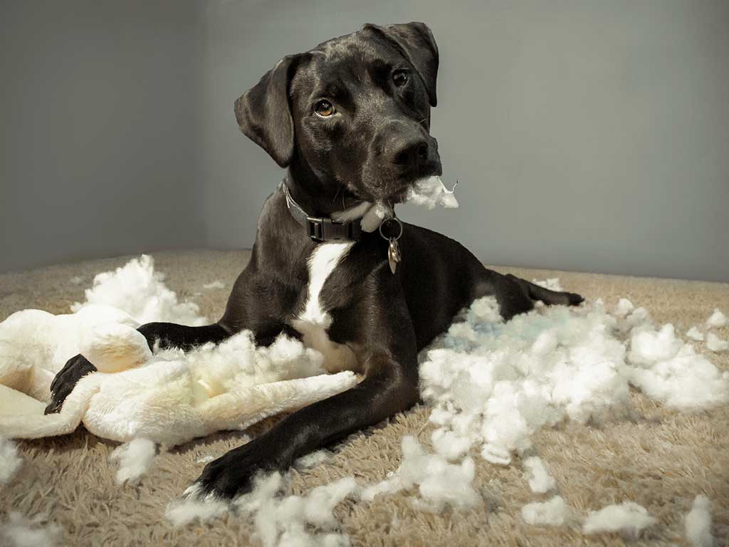 Dog ripping apart a pillow