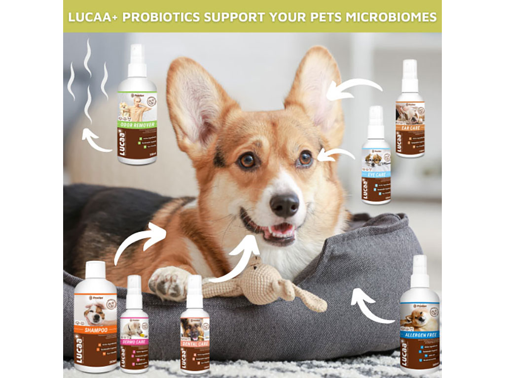 Corgi Dog with Lucaa range of probiotic products