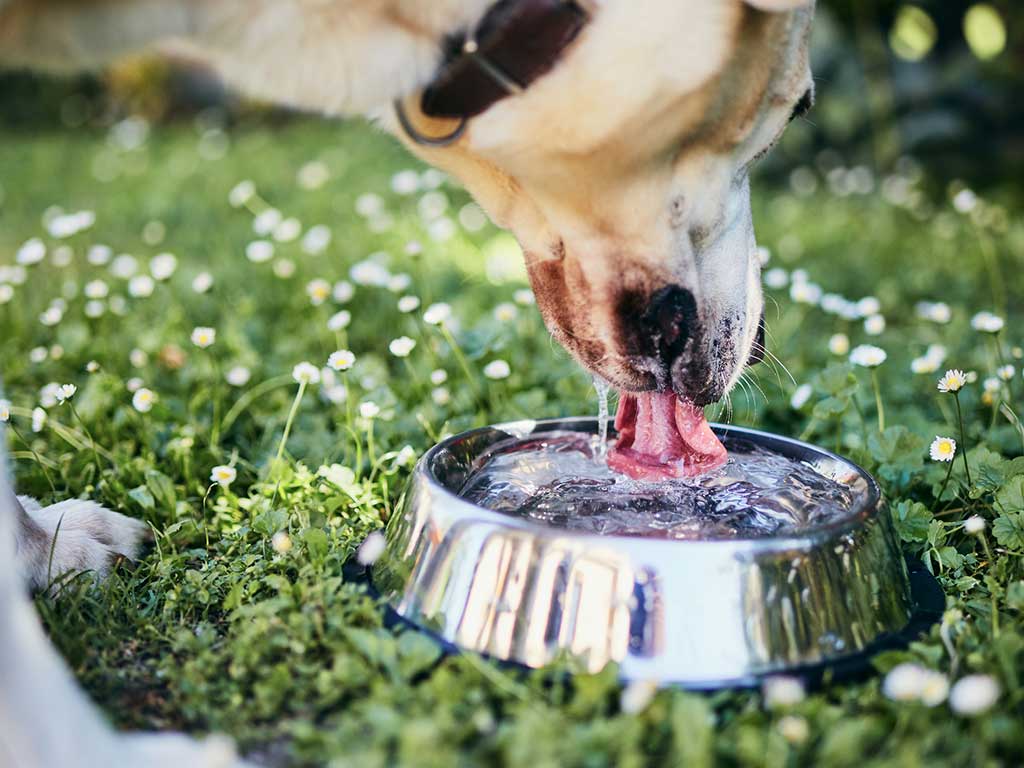 Dog Drinking Water