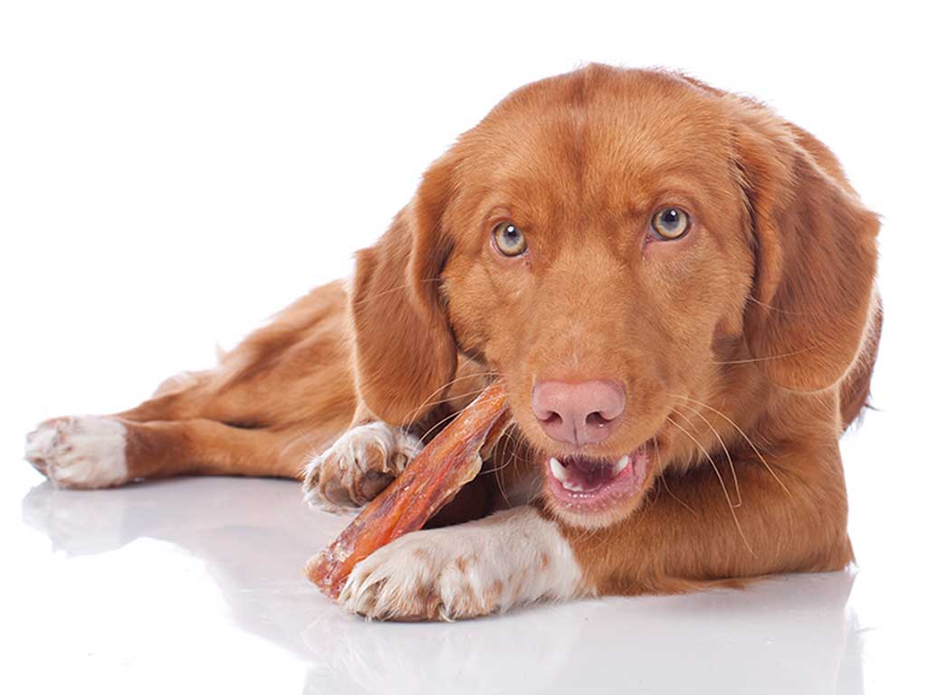 Retriever chewing a natural treat