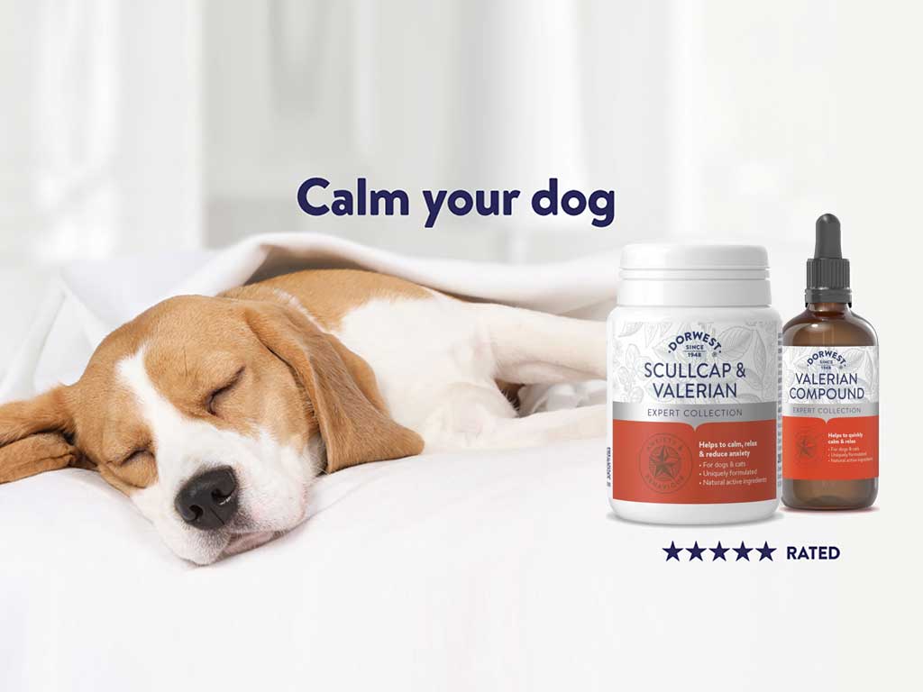 Dog relaxed with Dorwest Calming Supplements for Pets