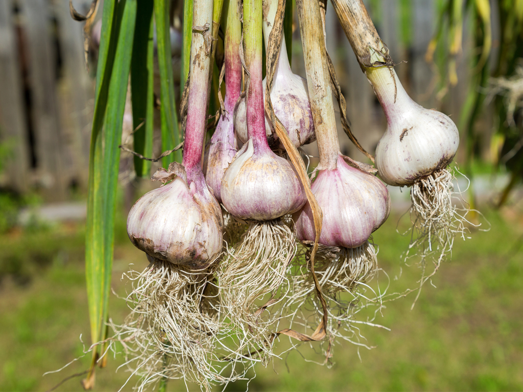 Freshly harvested bulbs of garlic