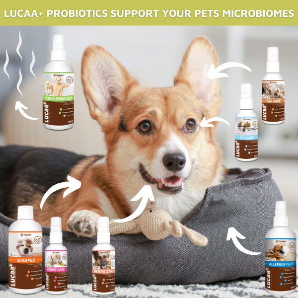 dog with Lucaa range of probiotics