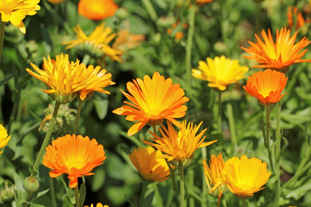 Calendula flowers