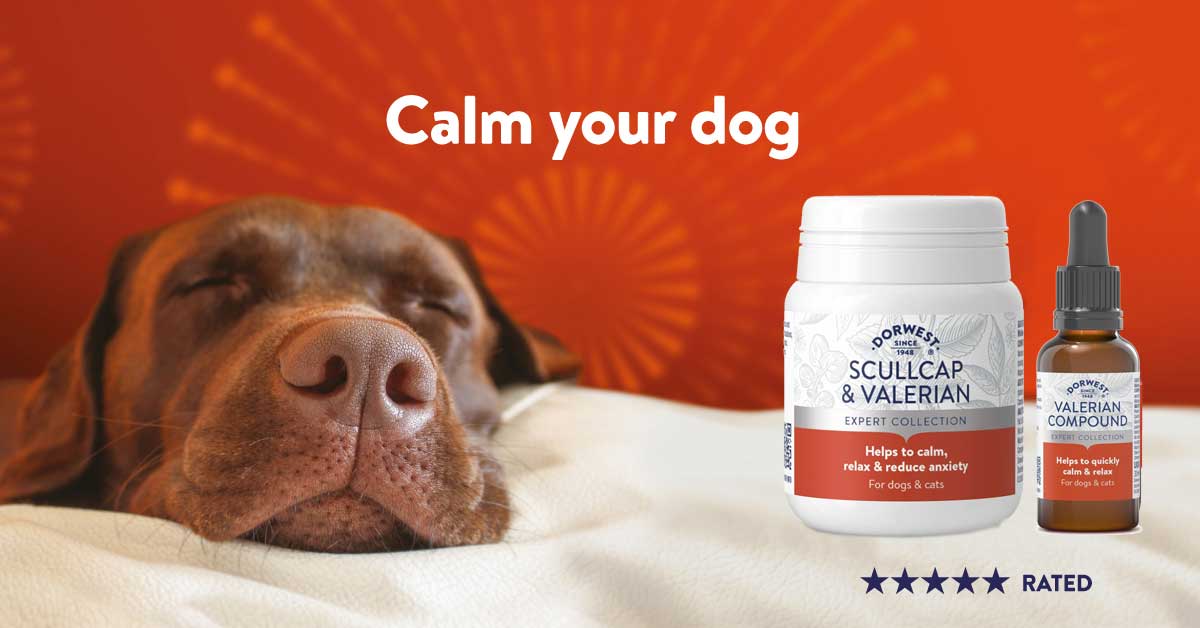 relaxed dog with Dorwest Calming Supplements