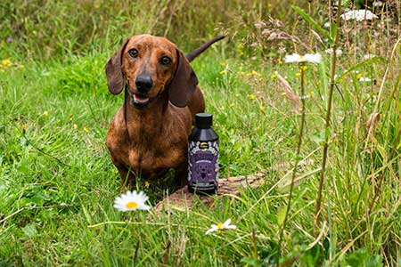 Dog with Proflax Kidney Care