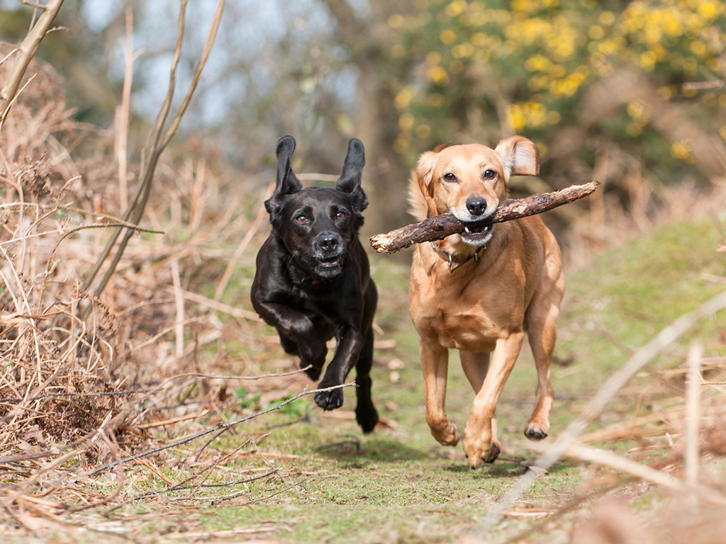 two dogs running with a stick